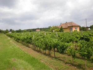 Szőlőhegy Fotók