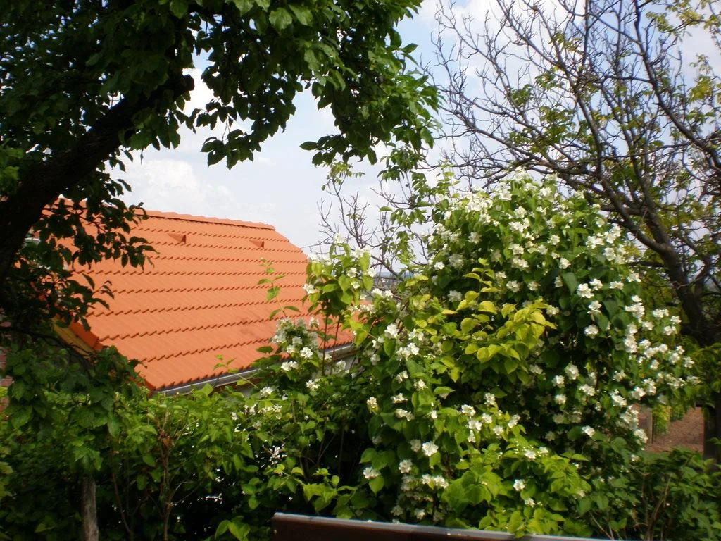 Szőlőhegy Fotók