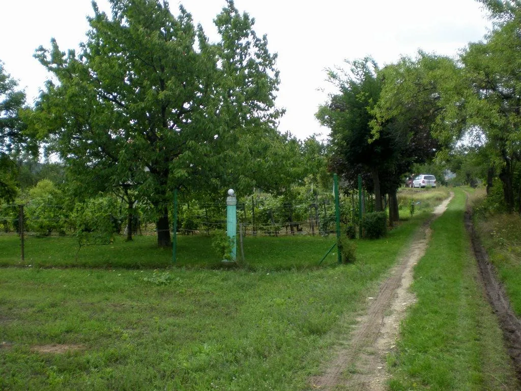 Szőlőhegy Fotók