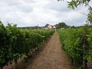 Szőlőhegy Fotók