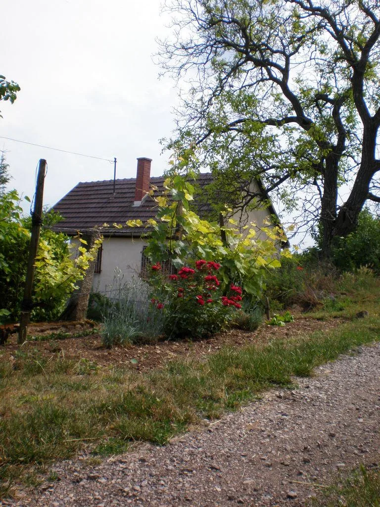 Szőlőhegy Fotók