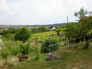 Szőlőhegy Fotók