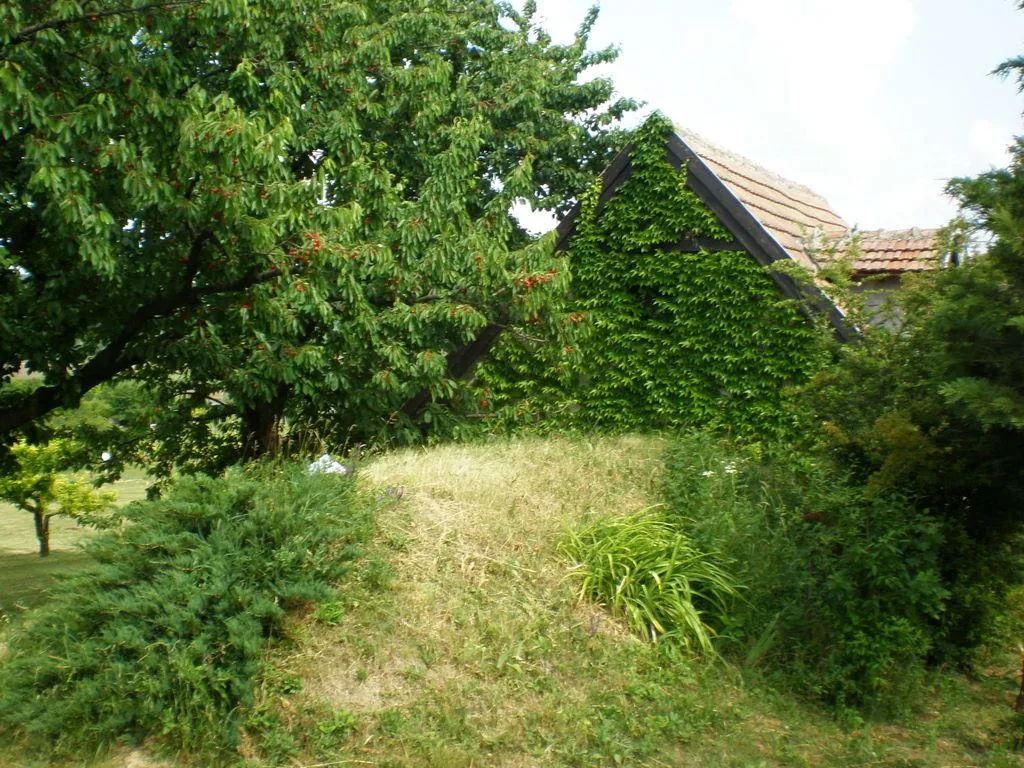 Szőlőhegy Fotók