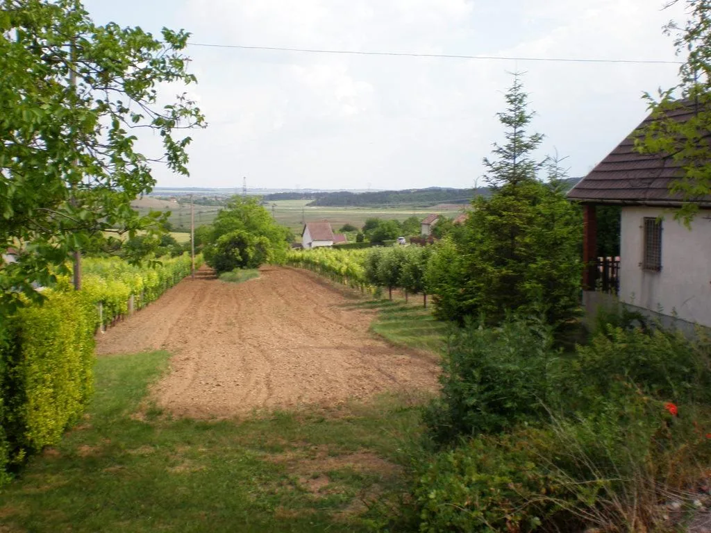 Szőlőhegy Fotók