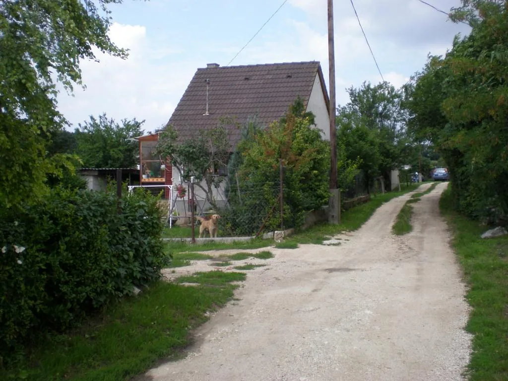 Szőlőhegy Fotók