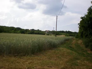 Szőlőhegy Fotók