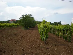 Szőlőhegy Fotók