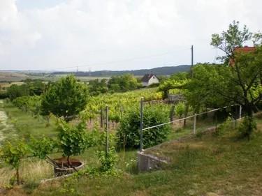 Szőlőhegy
