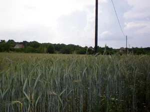 Szőlőhegy Fotók