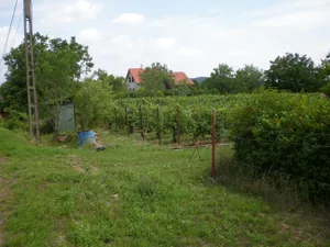 Szőlőhegy Fotók