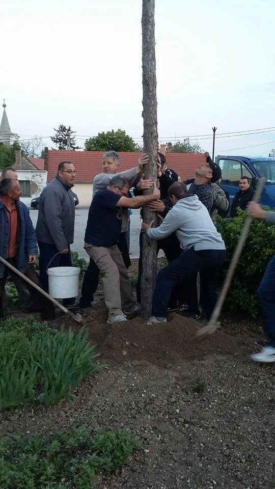 Májusfa állítás 2017