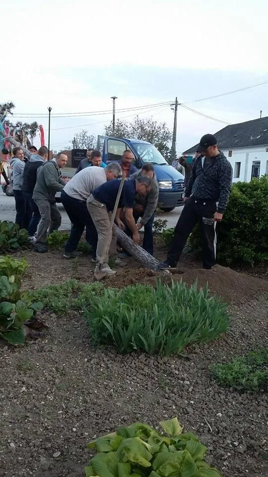 Májusfa állítás 2017