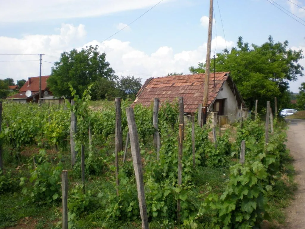 Szőlőhegy Fotók