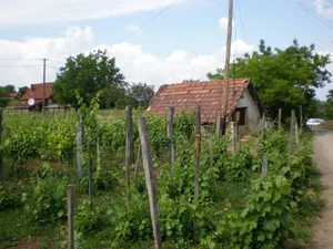 Szőlőhegy Fotók
