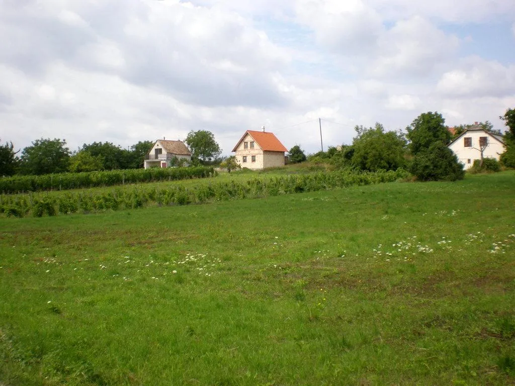 Szőlőhegy Fotók