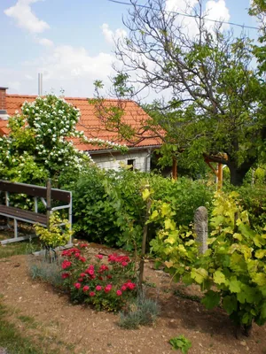 Szőlőhegy Fotók