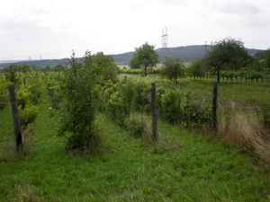 Szőlőhegy Fotók